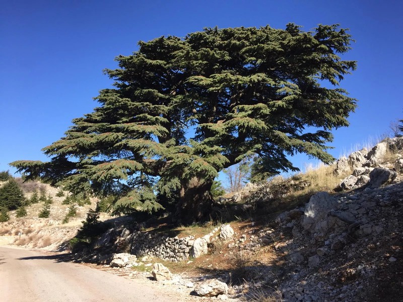 Cover Picture 1 Of PINGOSS News #يحدث_الآن